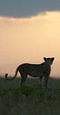Lion sunset